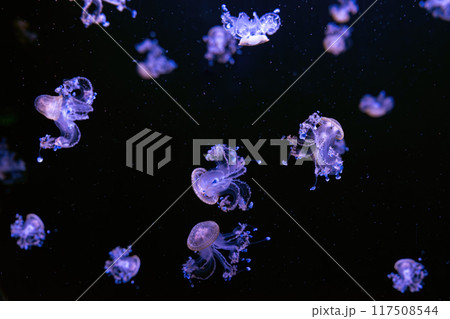 Spotted australian jellyfish, Phyllorhiza punctata swim underwater aquarium pool wtih purple light Spotted australian jellyfish, Phyllorhiza punctata swim underwater aquarium pool wtih purple light 117508544
