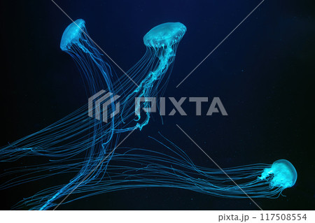 Three of Atlantic sea nettle jellyfish swims in illuminated aquarium with blue neon lighting 117508554