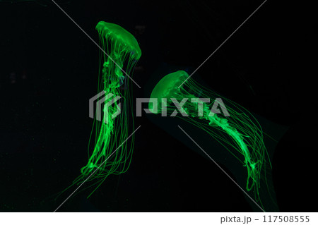 Two Atlantic sea nettle jellyfish swimming underwater aquarium pool with bright green neon light 117508555