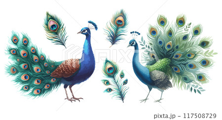 Watercolor peacocks birds and feathers set hand drawn illustration. Watercolor peacocks birds and feathers set hand drawn illustration. 117508729