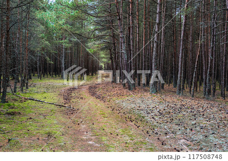 Trail in the coniferous pine forest of the Curonian spit national Park. Russia 117508748