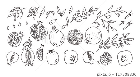 Set of doodle pomegranates. Vector hand drawn black and white various ripe fruits and leaves collection illustration isolated on white background. 117508830
