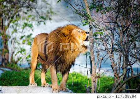 Mighty lion roars in the forest Mighty lion roars in the forest 117509294