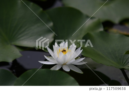 白い蓮の花 117509638