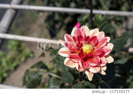 夏の公園 鮮やかに咲いたダリヤ 川西ダリア園 山形県川西町 夏の公園 鮮やかに咲いたダリヤ 川西ダリア園 山形県川西町 117510177