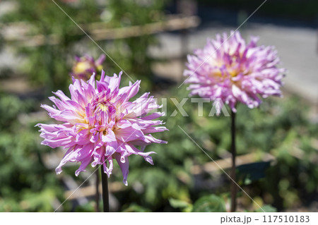 夏の公園 鮮やかに咲いたダリヤ 川西ダリア園 山形県川西町 夏の公園 鮮やかに咲いたダリヤ 川西ダリア園 山形県川西町 117510183