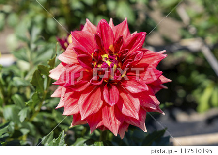 夏の公園　鮮やかに咲いたダリヤ　川西ダリア園　山形県川西町 117510195