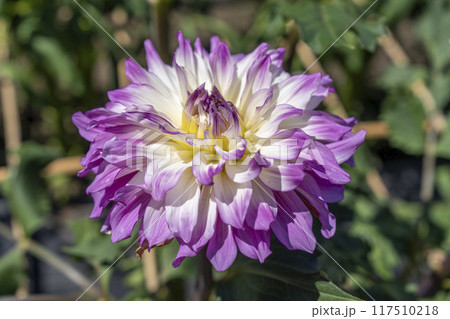 夏の公園　鮮やかに咲いたダリヤ　川西ダリア園　山形県川西町 117510218