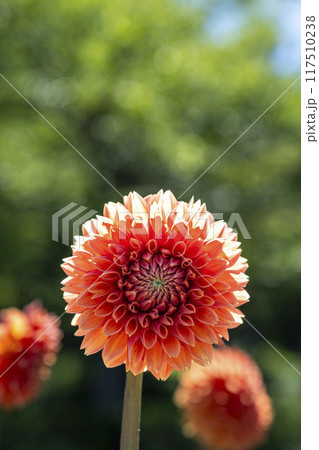 夏の公園　鮮やかに咲いたダリヤ　川西ダリア園　山形県川西町 117510238