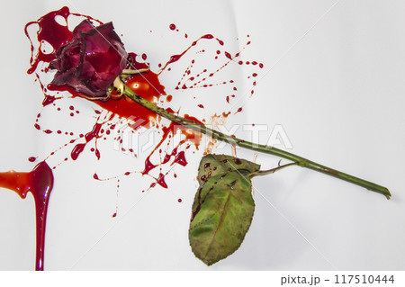 a Bloody rose on a white background. A Burgundy rose in the blood a Bloody rose on a white background. A Burgundy rose in the blood 117510444