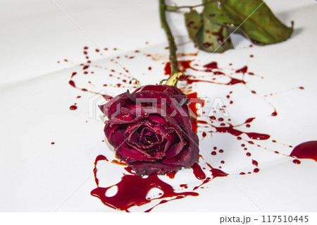 a Bloody rose on a white background. A Burgundy rose in the blood 117510445