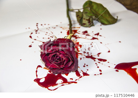 a Bloody rose on a white background. A Burgundy rose in the blood a Bloody rose on a white background. A Burgundy rose in the blood 117510446