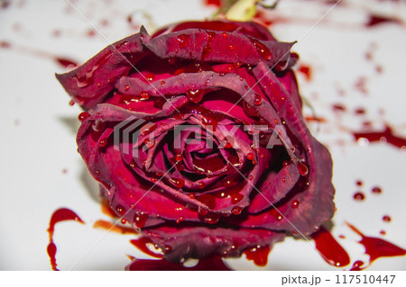 a Bloody rose on a white background. A Burgundy rose in the blood a Bloody rose on a white background. A Burgundy rose in the blood 117510447