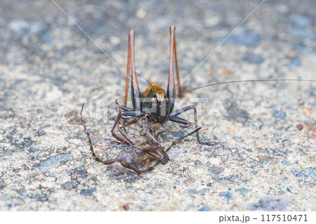 カミキリ虫を食べるヒメギス カミキリ虫を食べるヒメギス 117510471