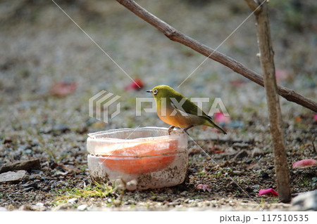 庭に飛んで来たメジロ、 117510535