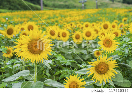 夏の三ノ倉高原（スキー場）　ひまわり畑　福島県喜多方市 117510555