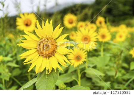 夏の三ノ倉高原（スキー場）　ひまわり畑　福島県喜多方市 117510585