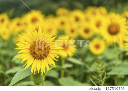 夏の三ノ倉高原（スキー場）　ひまわり畑　福島県喜多方市 117510593