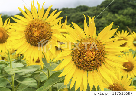 夏の三ノ倉高原(スキー場) ひまわり畑 福島県喜多方市 夏の三ノ倉高原(スキー場) ひまわり畑 福島県喜多方市 117510597