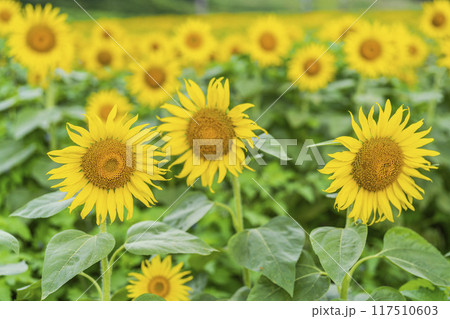 夏の三ノ倉高原(スキー場) ひまわり畑 福島県喜多方市 夏の三ノ倉高原(スキー場) ひまわり畑 福島県喜多方市 117510603