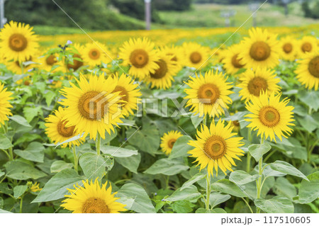 夏の三ノ倉高原(スキー場) ひまわり畑 福島県喜多方市 夏の三ノ倉高原(スキー場) ひまわり畑 福島県喜多方市 117510605