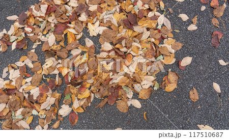 路上の落ち葉 117510687