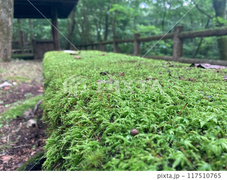 苔むしたベンチ2 117510765