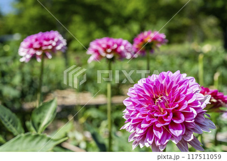 夏の公園　鮮やかに咲いたダリヤ　川西ダリア園　山形県川西町 117511059