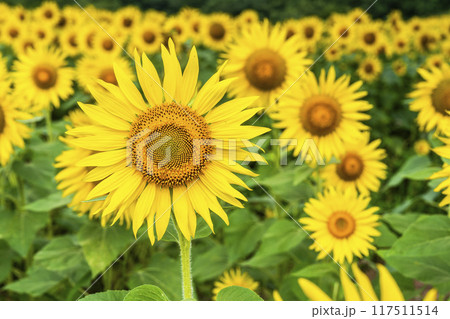 夏の三ノ倉高原（スキー場）　ひまわり畑　福島県喜多方市 117511514