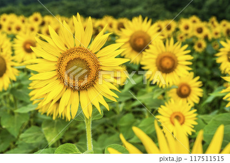 夏の三ノ倉高原（スキー場）　ひまわり畑　福島県喜多方市 117511515