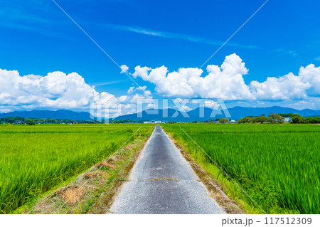 岡山県北　真夏の緑の水田と一本の農道 117512309