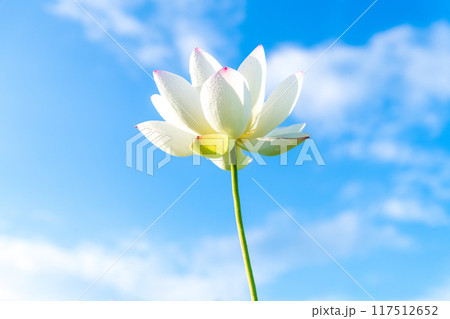 青空をバックに咲き誇る一輪の蓮の花 青空をバックに咲き誇る一輪の蓮の花 117512652