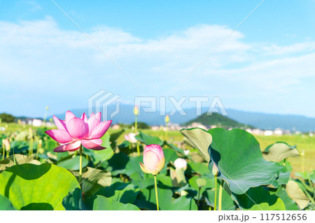 藤原京跡の蓮池に咲く蓮の花と奥に聳える畝傍山 藤原京跡の蓮池に咲く蓮の花と奥に聳える畝傍山 117512656