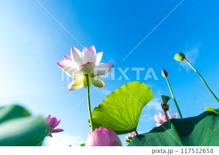 咲き誇るハスの花の下から青空を見る 117512658