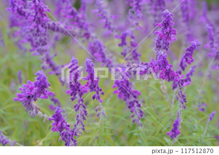 紫色の花を咲かせたアメジストセージ 117512870