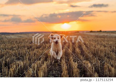 Authentic Portrait Tiny Pedigreed Golden Retriever Puppy Running in Sunset Light Authentic Portrait Tiny Pedigreed Golden Retriever Puppy Running in Sunset Light 117513254