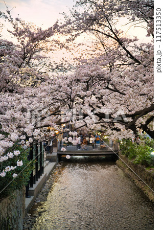 京都木屋町　桜の並木道2023 117513350