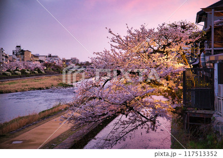 桜満開の鴨川2023年春 117513352