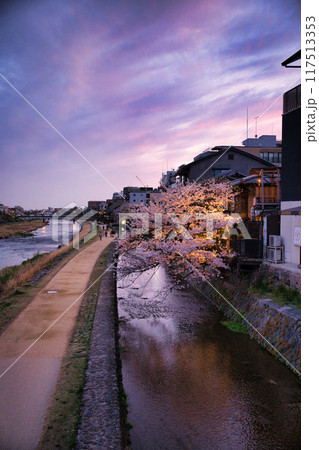 桜満開の鴨川2023年春 桜満開の鴨川2023年春 117513353