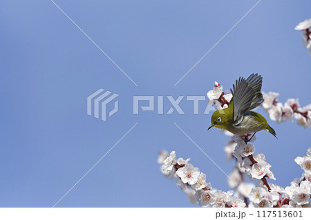 満開の白梅にメジロ（ 4枚の連続写真 ）（ 春イメージ ） 117513601