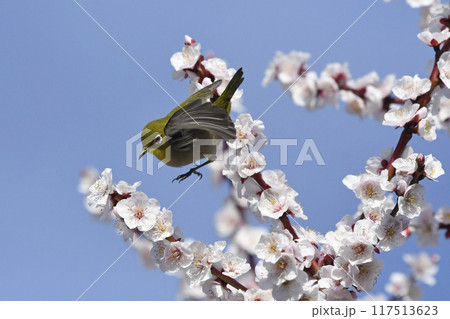 満開の白梅にメジロ（ 4枚の連続写真 ）（ 春イメージ ） 117513623