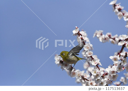 満開の白梅にメジロ（ 4枚の連続写真 ）（ 春イメージ ） 117513637