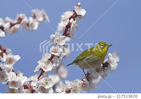 満開の白梅にメジロ（ 4枚の連続写真 ）（ 春イメージ ） 117513670