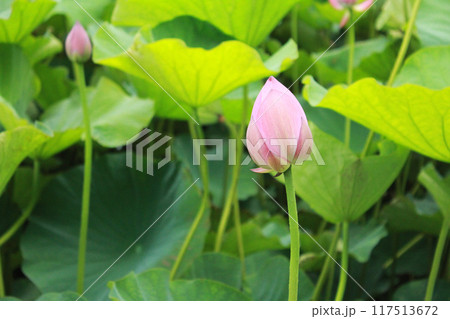 蓮の花の蕾　蓮池 117513672