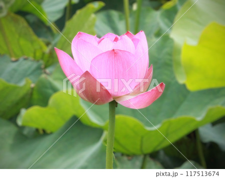 蓮池に咲く蓮の花 117513674