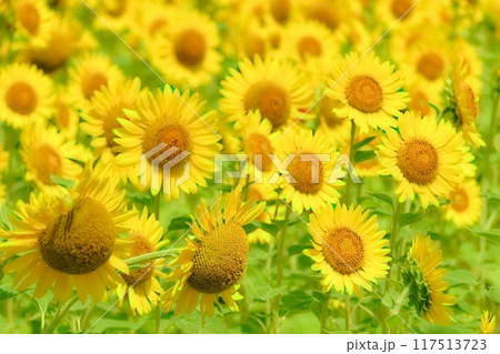 一面に咲き誇ったひまわり畑 117513723