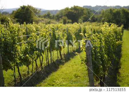 Vineyard rows during harvest season. Grapes cultivation for the production of wine in vineyards in Vienna, Kahlenberg mountain. The concept of traditional agriculture of Austria 117513855