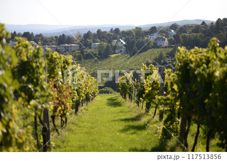 Vineyard rows during harvest season. Grapes cultivation for the production of wine in vineyards in Vienna, Kahlenberg mountain. The concept of traditional agriculture of Austria 117513856