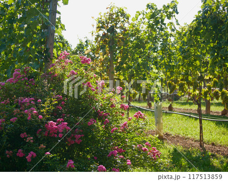 Pink rose bush growing in vineyard rows. Grapes cultivation for the production of wine in vineyards in Vienna. The concept of traditional agriculture of Austria Pink rose bush growing in vineyard rows. Grapes cultivation for the production of wine in vineyards in Vienna. The concept of traditional agriculture of Austria 117513859