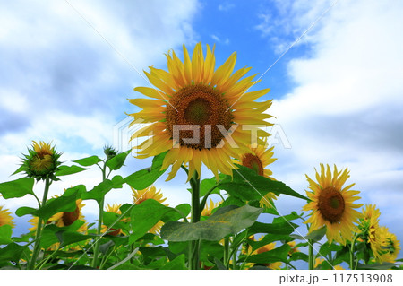 北竜町ひまわりの里 青空に咲くひまわり 北竜町ひまわりの里 青空に咲くひまわり 117513908
